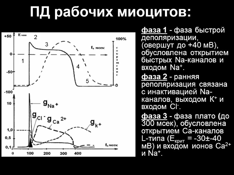 ПД рабочих миоцитов: фаза 1 - фаза быстрой деполяризации, (овершут до +40 мВ), обусловлена